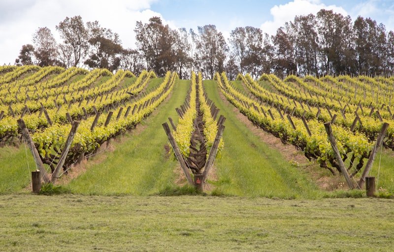 Photo of Philip Shaw Wines