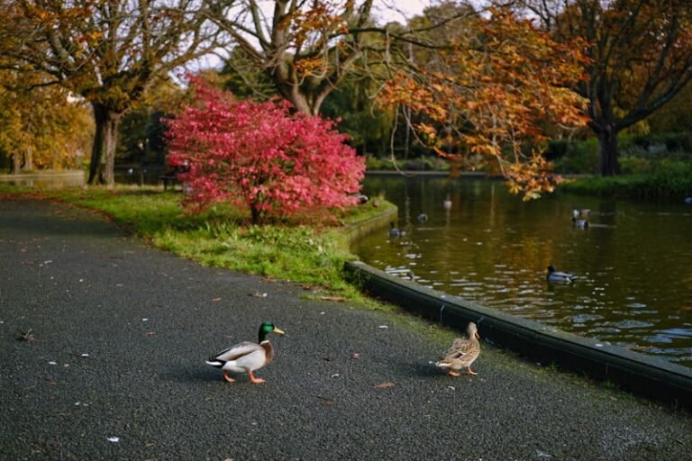 Photo of Cook Park, accessible venue
